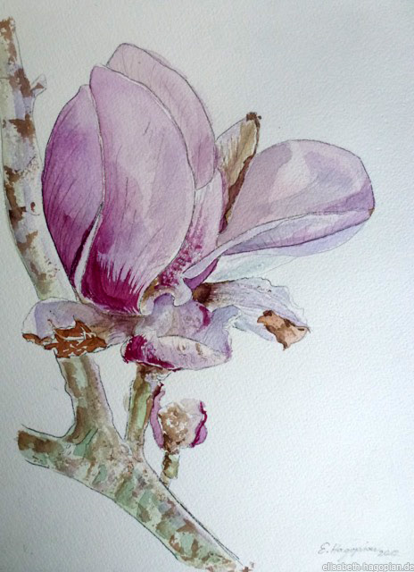 Magnolie, Aquarell, 2012