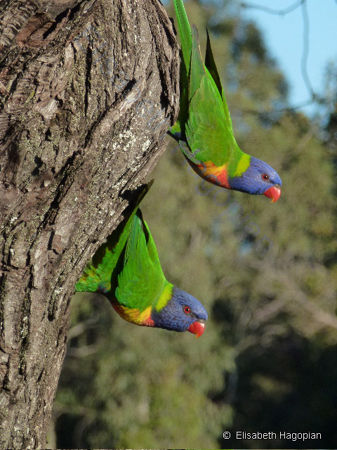 Happy Couple in Adelaide, 2012