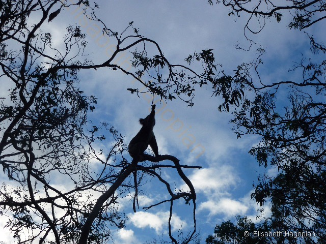 Koala, 2012