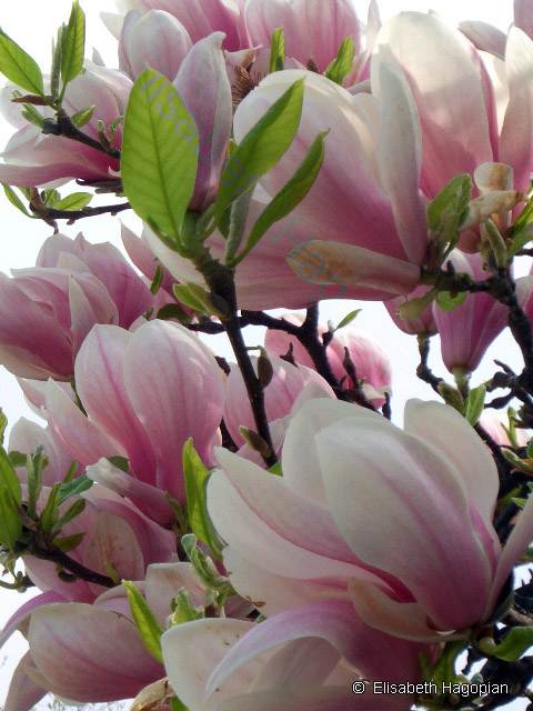 Magnolien in Paris, Frühling 2005