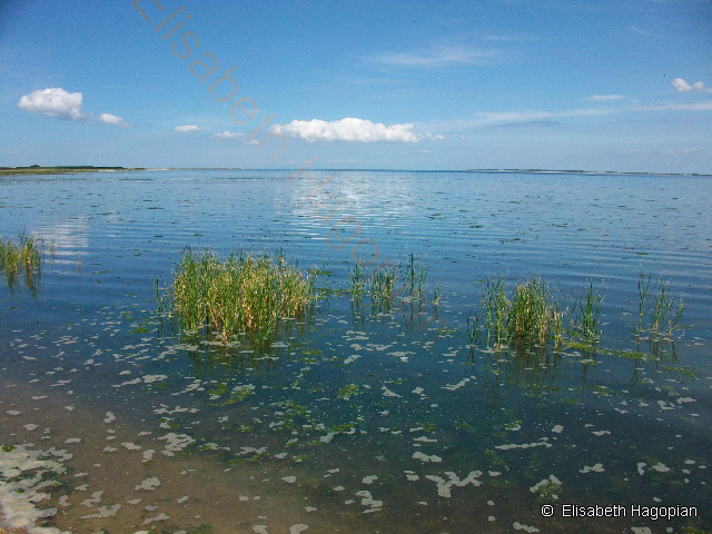 Amrumer Wattenmeer, Sommer 2010